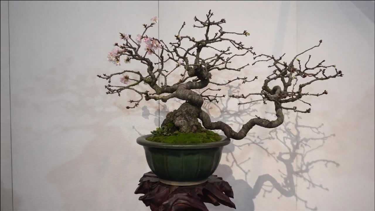 蜿蜒婀娜的枝干,桃树盆景很有新意,造型优雅个性,很想扛回家