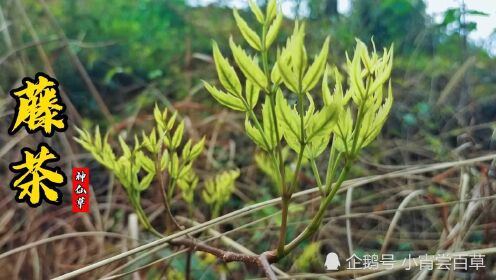 藤茶又名神仙草，有“百茶之王”的美誉，嫩牙部分更是茶中极品！_“百茶之