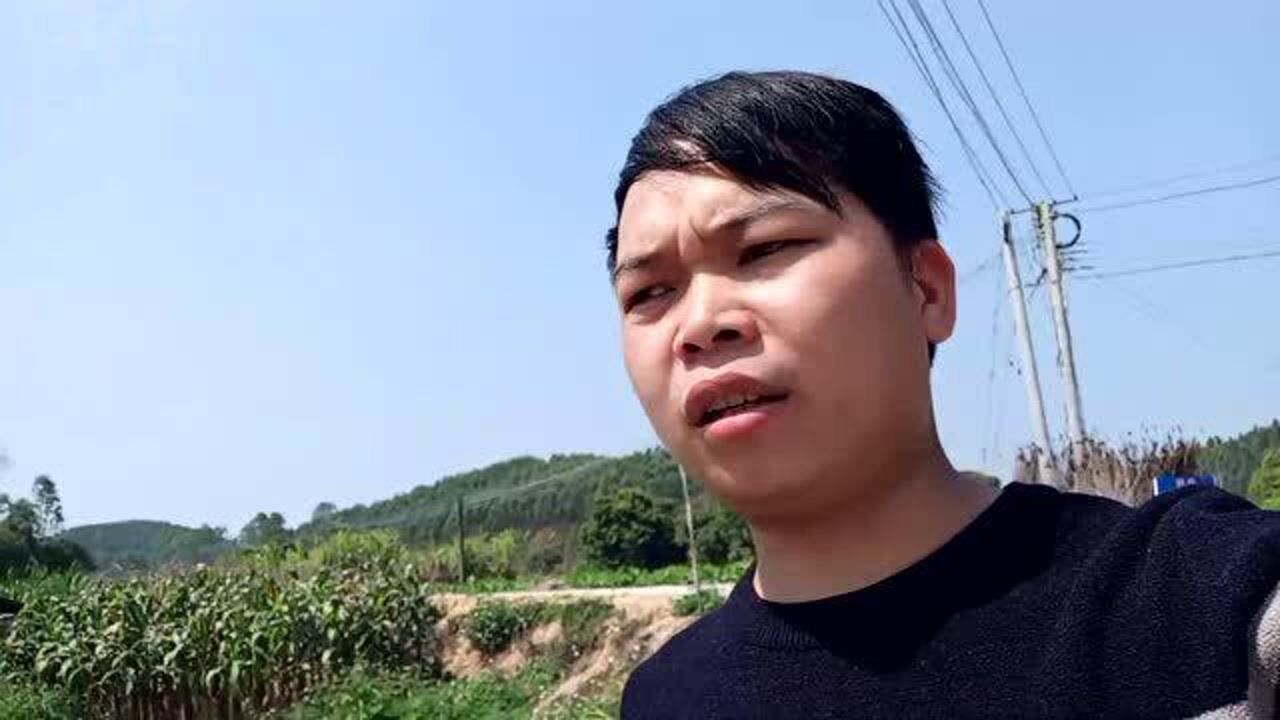 广东农村人杀猪放血手法犀利与众不同牛不牛