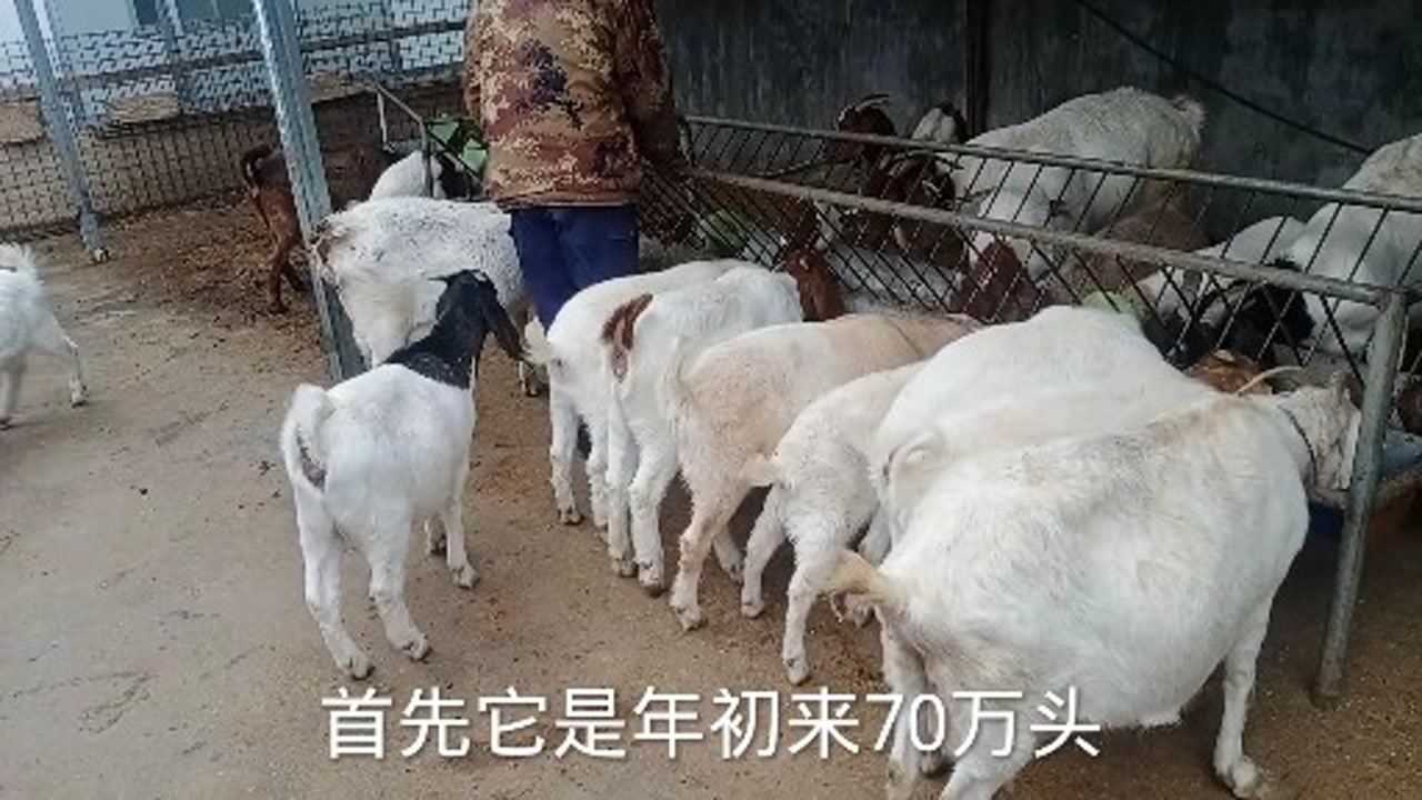 315河北青县瘦肉精事件会不会导致羊价下跌小李有独特的见解