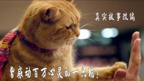 超治愈系电影，一只曾感动数百万人的猫，拯救了一个人的未来！