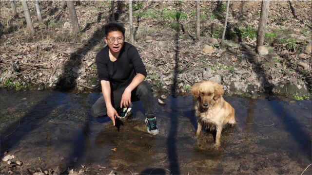 金毛在河边发现个奇怪的生物,小伙走近一看是金黄色的,啥东西?