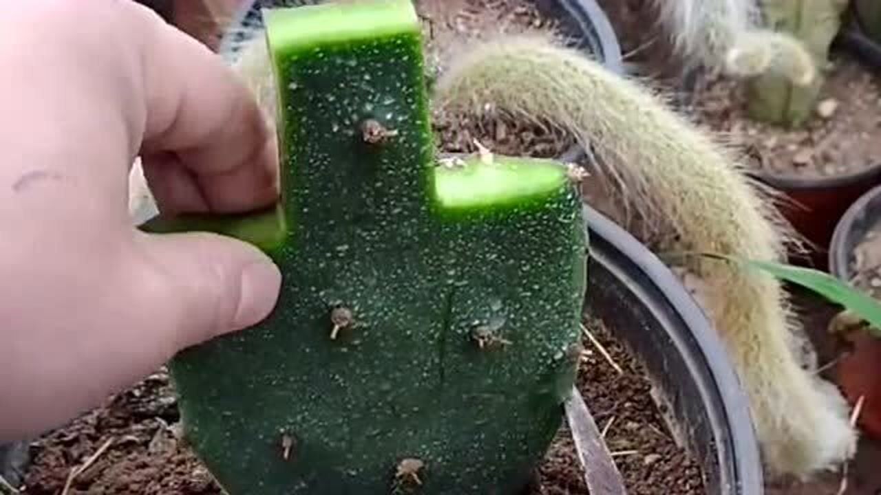 仙人掌嫁接进口白檀农村大哥教你操作过程能够达到很高的成活率