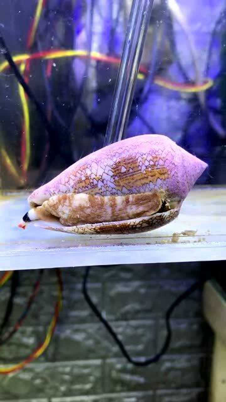 鸡心螺有很多亚种,但是只有这种澳大利亚的鸡心螺最毒!