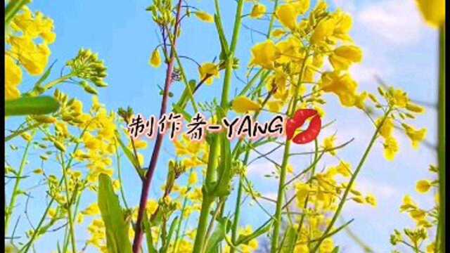 风景如画,油菜花