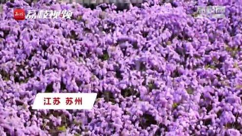 绝美！苏州440年紫藤花盛开 如瀑布般倾泻而下