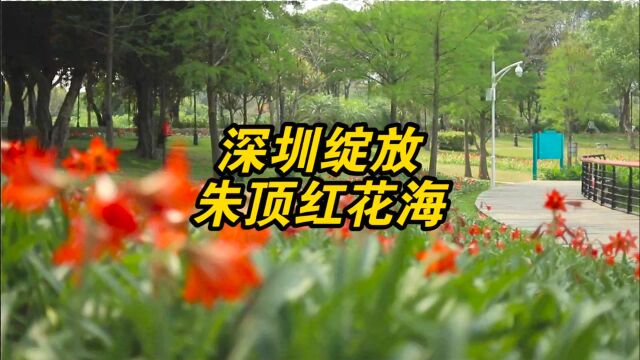 深圳中心公园绽放朱顶红花海