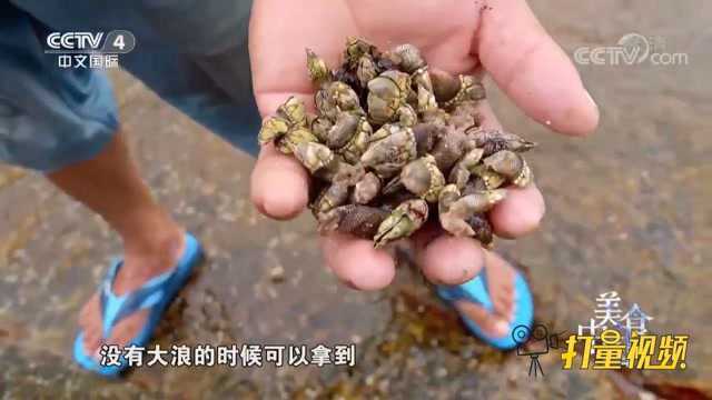 肉质肥厚多汁,狗爪螺的采集极为困难,是难得的美味