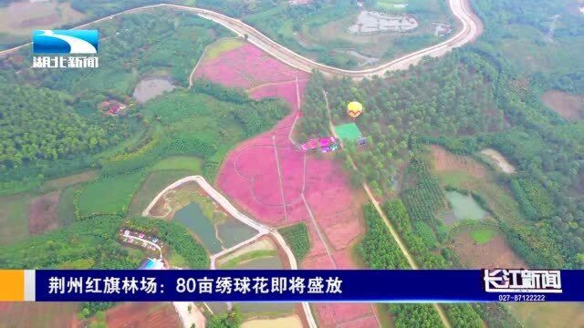 荆州一处林场四季可赏花!马上80亩绣球花就要开了