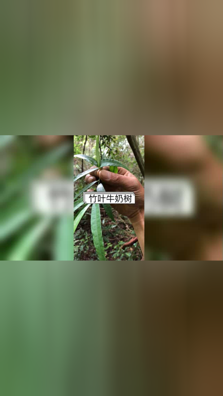 这棵竹叶牛奶树挖回去又要杀两个老母鸡了