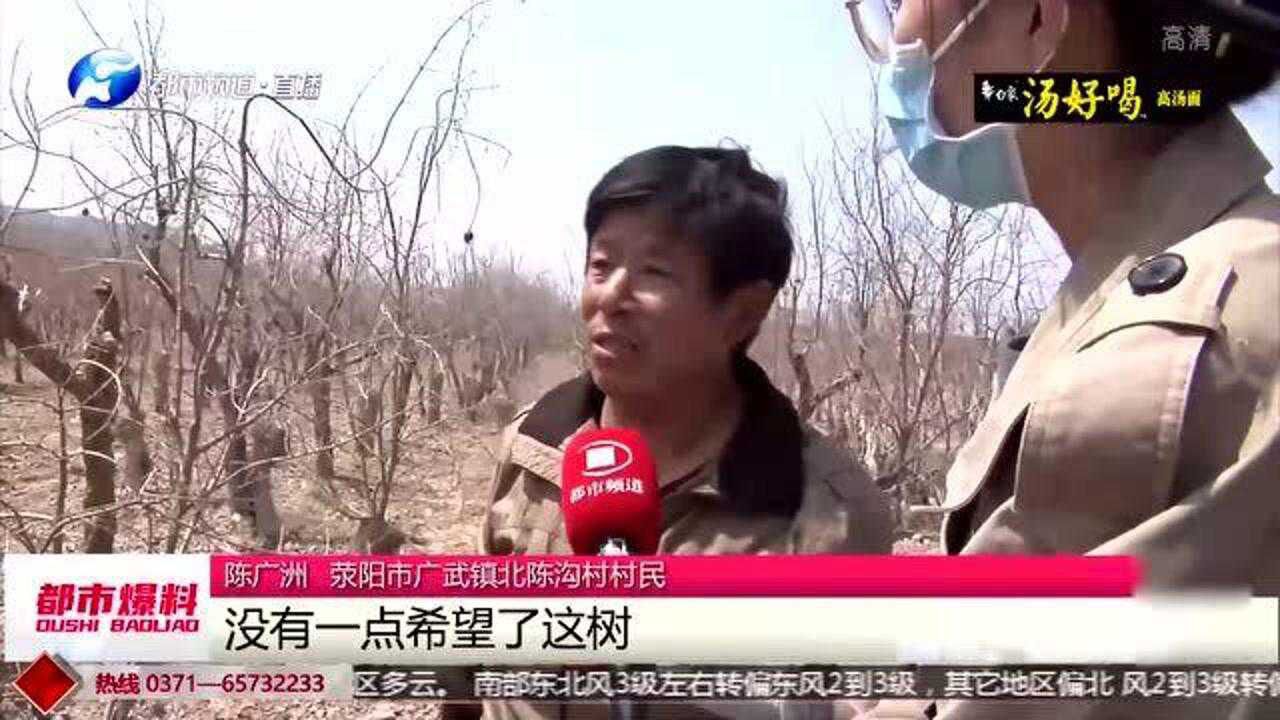 惨!果农十几年石榴树被"冻死" 果农:保险规定太气人!