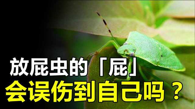 放屁虫的“屁”,温度可达100℃,为何却伤不到它自己呢?