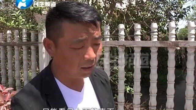 河南开封:批发“黑美人”,33个西瓜10个是坏的?老板直呼消受不起