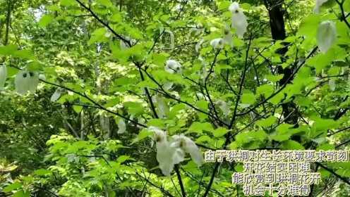 这里的鸽子树也开花了，四株国宝植物珙桐在华中科技大学绽放