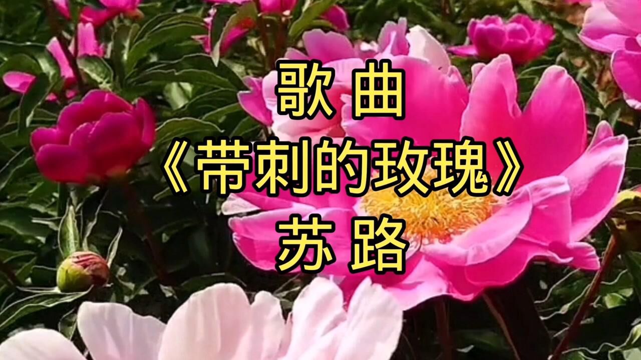 歌曲《带刺的玫瑰》苏路