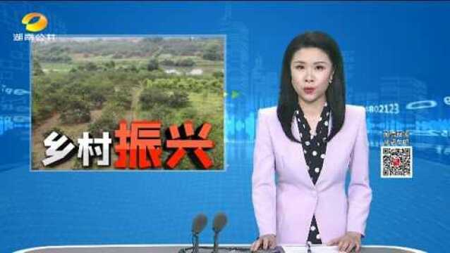 (乡村振兴)益阳沅江:桔花香里说丰年