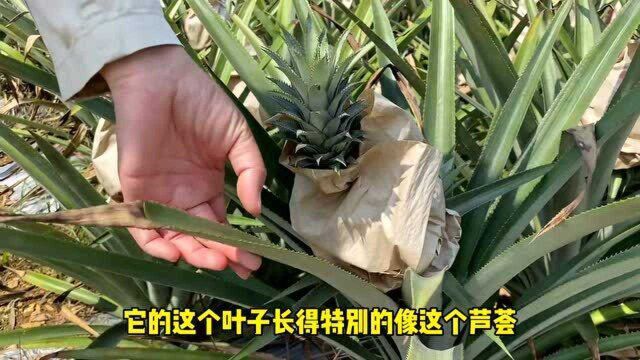 凤梨基地,品种有几个,你喜欢吃哪个?