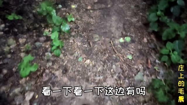 下雨了夏天的知了憋不住了要出来