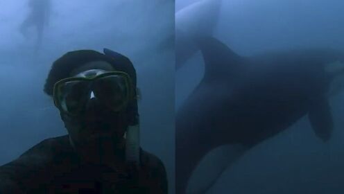 潜水员航行遇上一家三口逆戟鲸，跳入海中游泳后一系列互动太有爱
