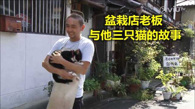 盆栽小店的老板养了3只猫,它们被称为“猫忍三剑侠”.