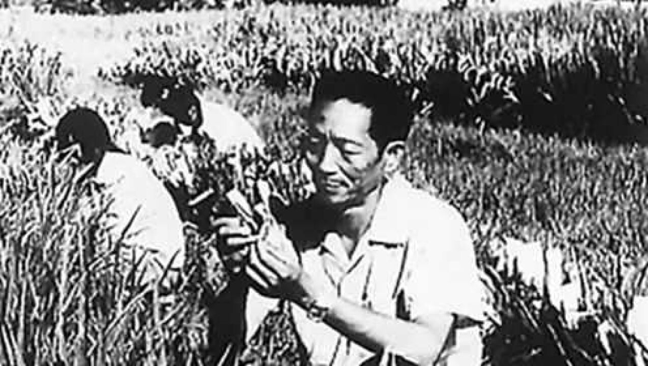 60秒回顾“杂交水稻之父”袁隆平一生他用一颗种子改变了世界_高清
