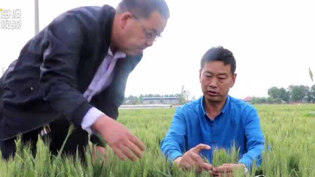 我为群众办实事|农技专家扎根田间地头 广饶县李鹊镇小麦丰收在望