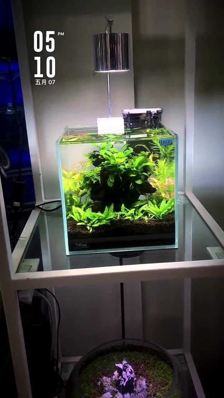 20方的草缸造景正真的生态缸来见识一下小型草缸的魅力吧