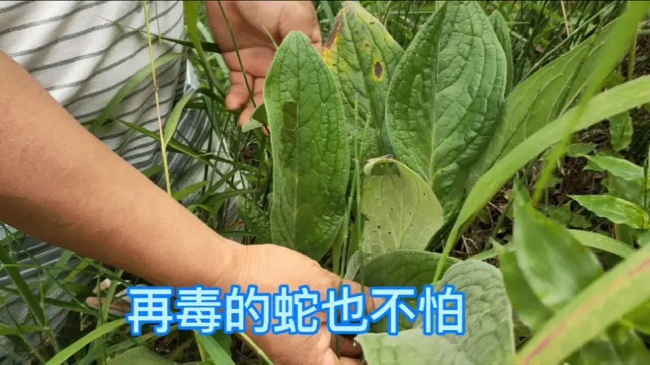 长得很像大烟叶,却是蛇毒的克星,认识这种草就不怕毒蛇了._腾讯视频