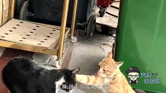 黑猫:你不讲武德啊,打就打嘛,你薅头发是什么意思