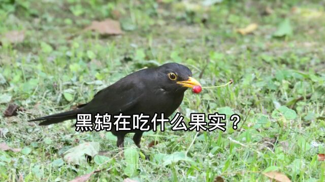 黑鸫在吃什么果实?