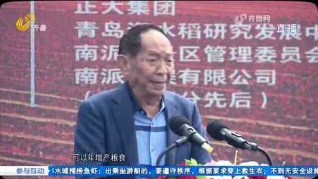 万亩稻花寄哀思:忆袁隆平和海水稻的故事