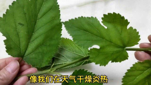 桑叶被称为“神仙叶”,城里卖上百元1斤,有啥珍贵?我来告诉你