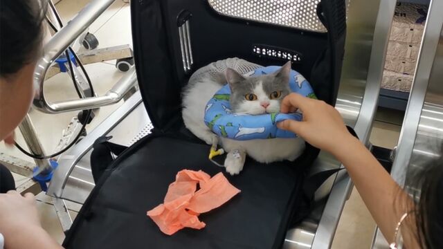 猫咪日常,猫咪绝育后,输液消炎