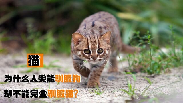 猫和狗都是宠物,为什么人类能驯服狗,却不能完全彻底驯服猫?