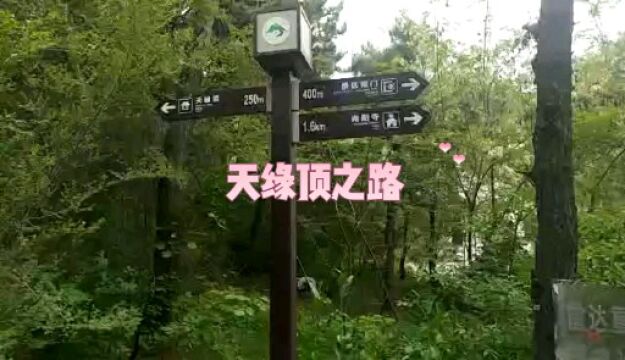 去往辉山的天缘顶发现野生黄莲