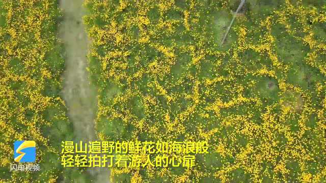 威海石岛上百亩金菊花迎风绽放 一派田园好风光