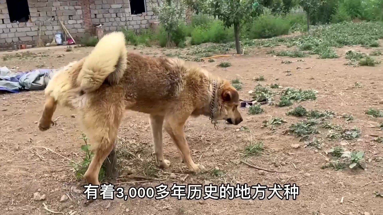 3000年历史的中华田园犬快绝迹的太行山大笨狗还养什么洋狗