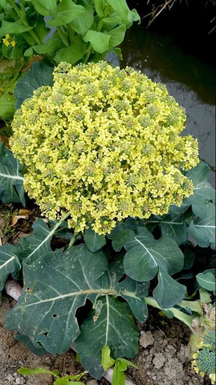 花菜是会开花的,你们见过吗?_腾讯视频