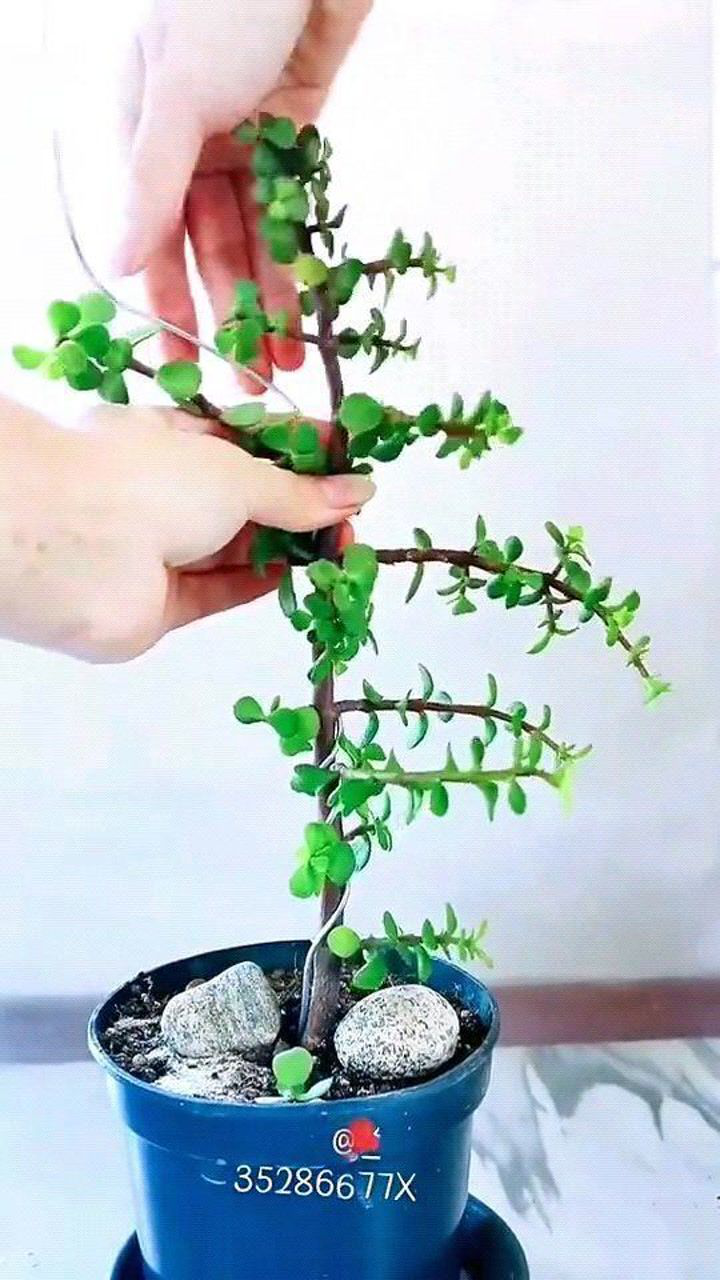 一米露天一截铝丝就能给金枝玉叶定型在修剪方法这么简单