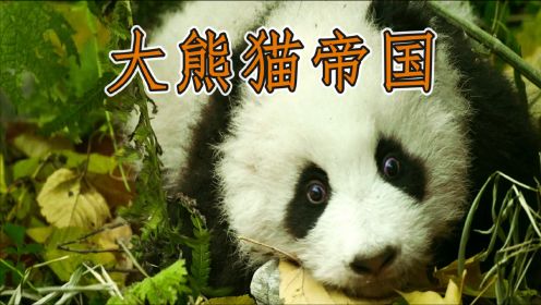 大熊猫为什么吃竹子呢？大熊猫的故事