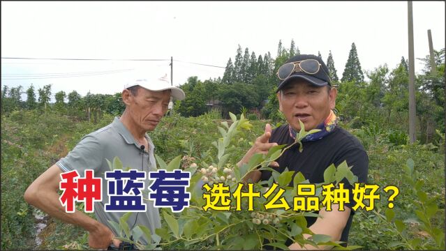 种蓝莓,选啥品种好?农场主:2大要点,产量翻番!你学会了吗