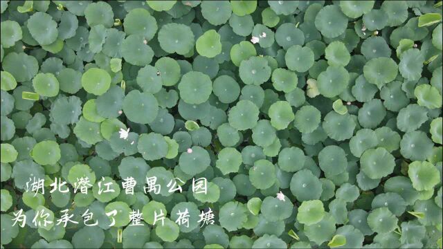 【航拍】湖北潜江曹禺公园,为你承包了整片荷塘