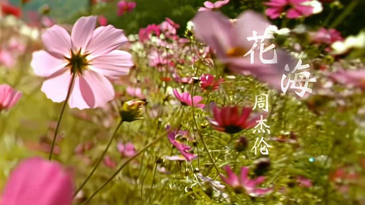 怀旧金曲【1080p修复版】周杰伦 《花海mv》