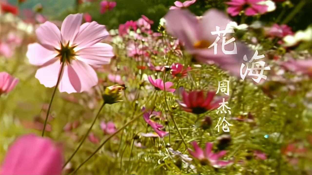 懷舊金曲【1080p修復版】周杰倫 《花海mv》_騰訊視頻