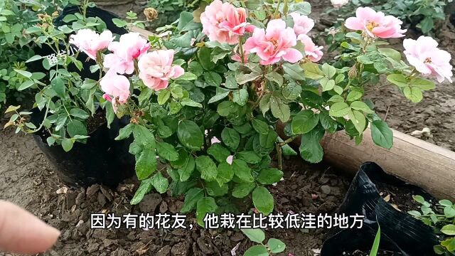 夏天连续阴雨,月季如何养护?只要做好3点,月季就可安全度夏