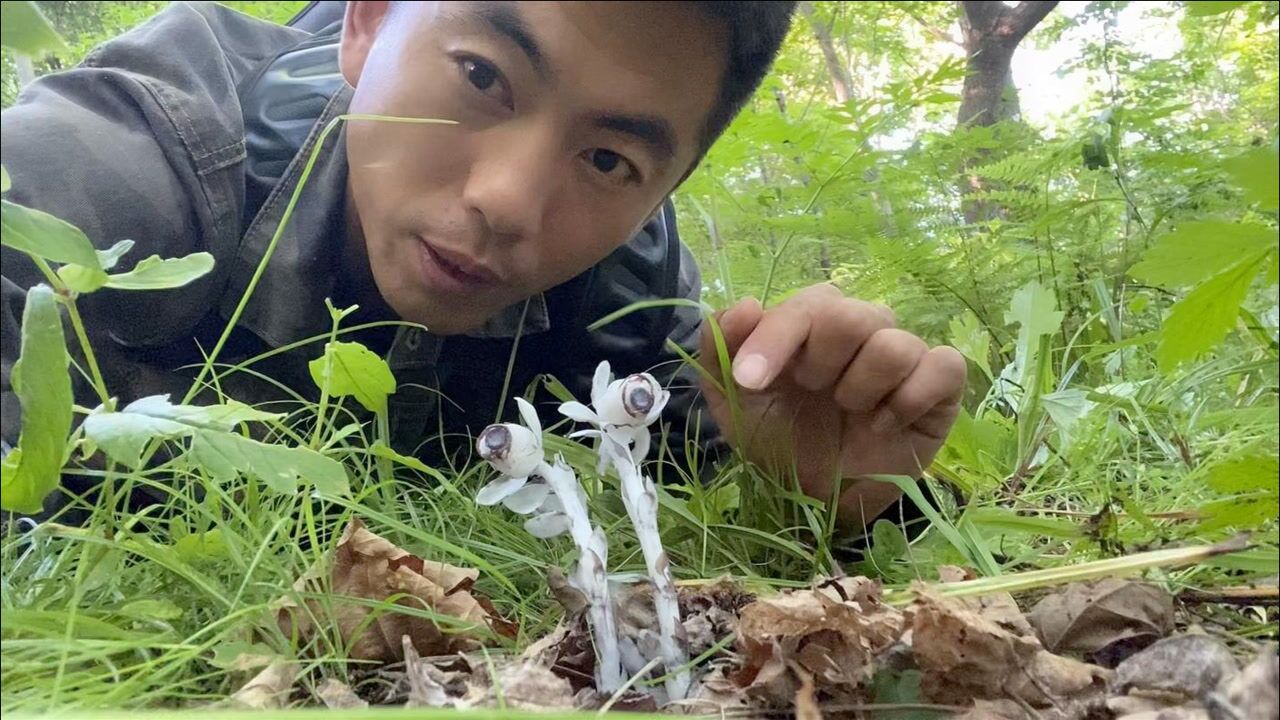 相传1500w一株的水晶兰鬼兰谁敢采一株恐怕要牢底坐穿真罕见