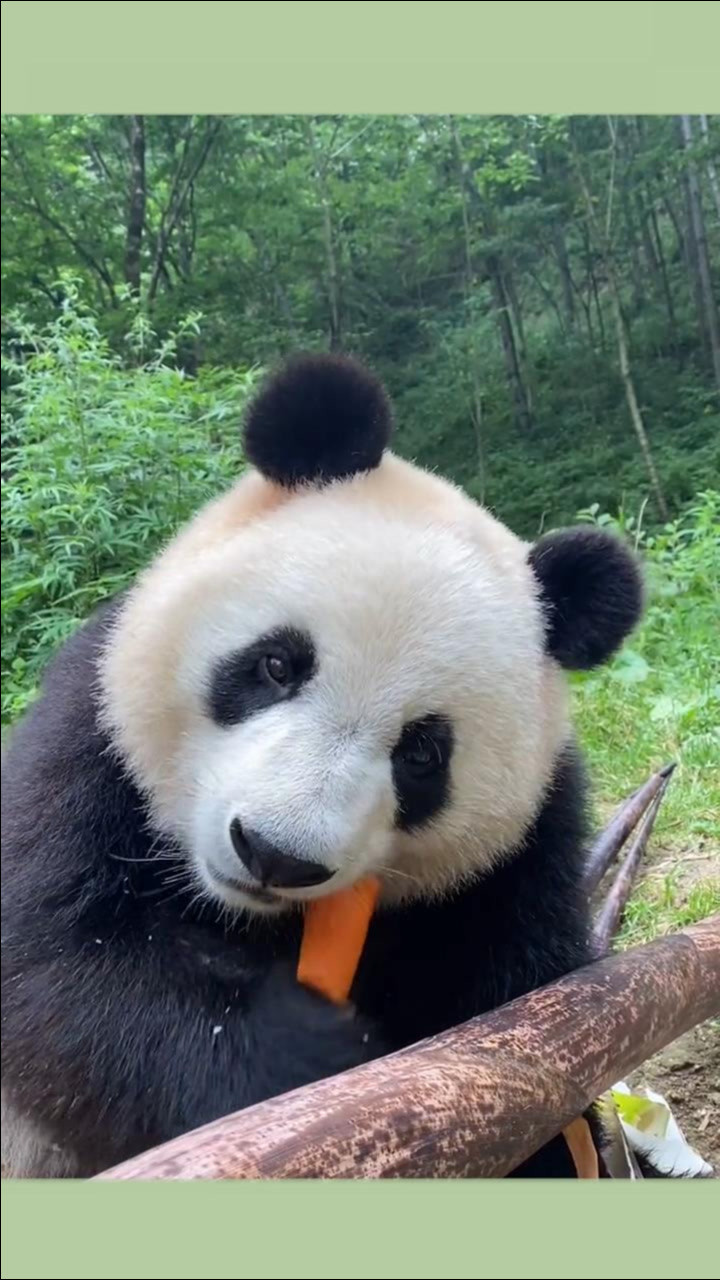 大熊猫抱着竹子啃胡萝卜,巴适得板!