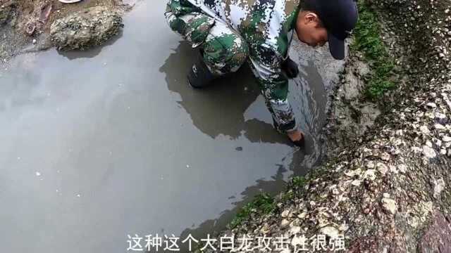 百平巨坑意外发现深海巨龙大战凶猛鲨鱼,场面超壮观