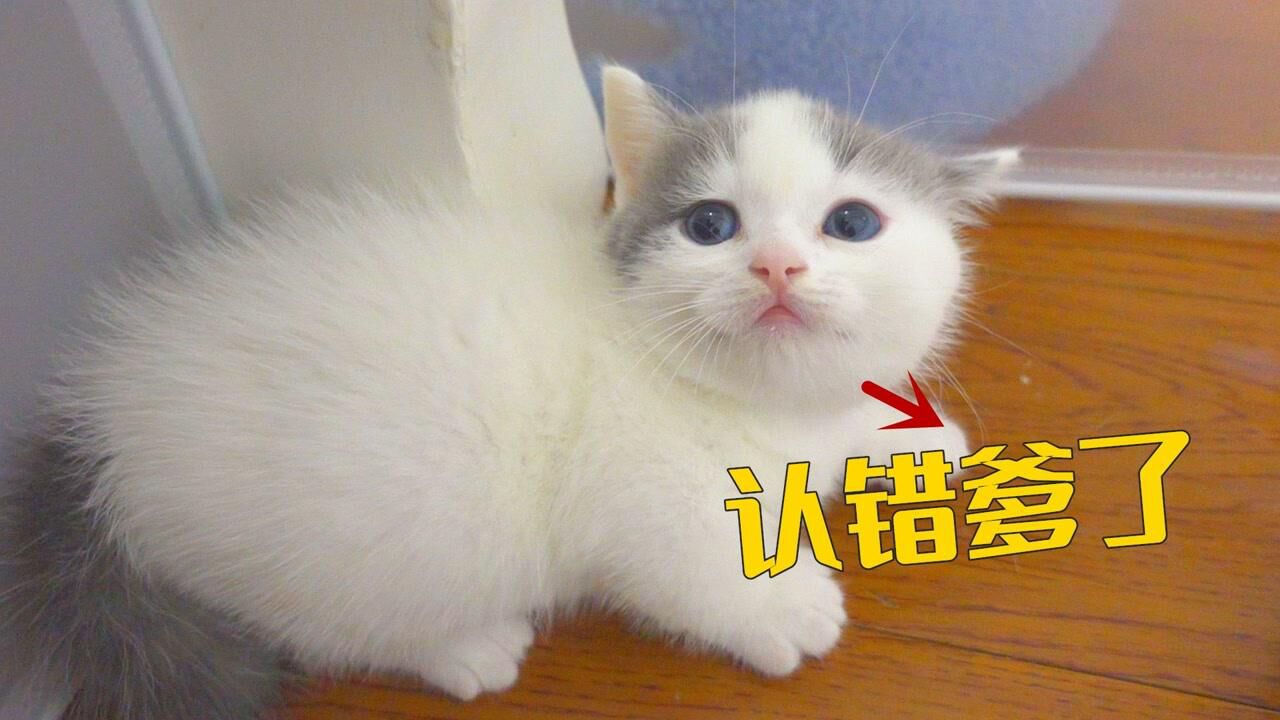 小奶猫讨厌亲生爸爸，转头认绝育公猫做爹，离谱！_高清
