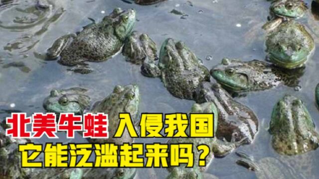 #“知识抢先知”征稿大赛# 北美牛蛙侵入中国内陆,最大长到2公斤,新疆已经“失守”